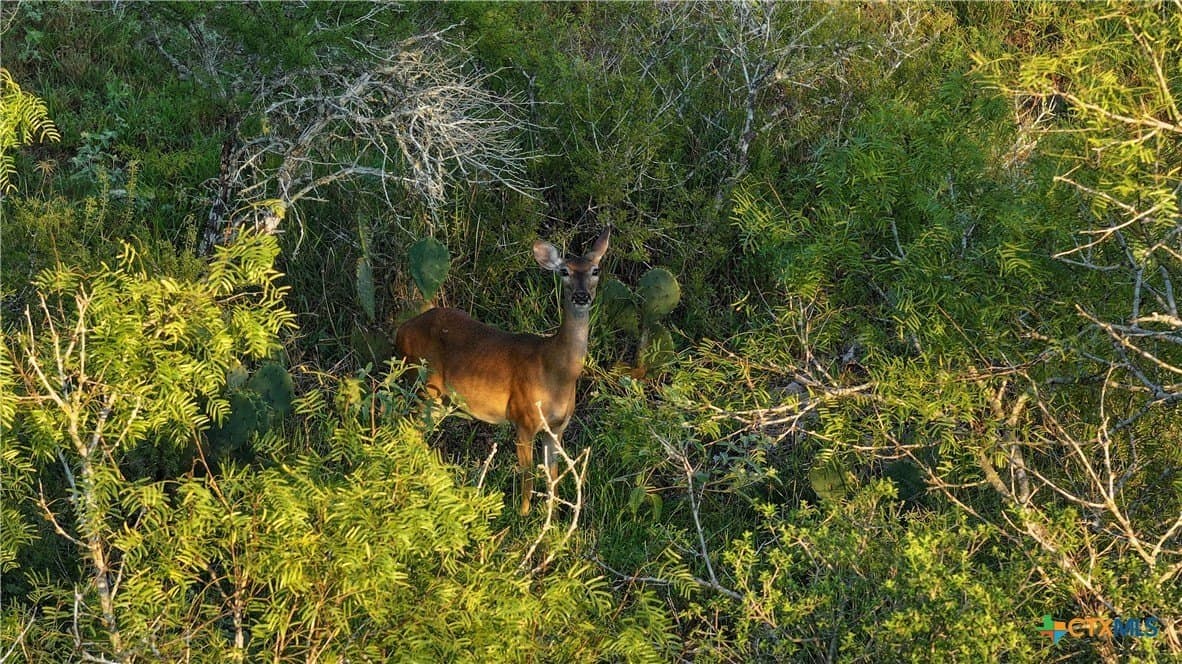 27 acres in Atascosa County - photo 13