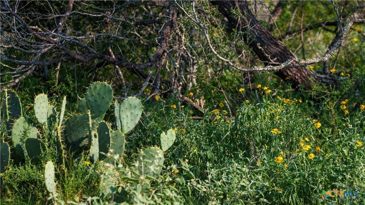 27 acres in Atascosa County - photo 2