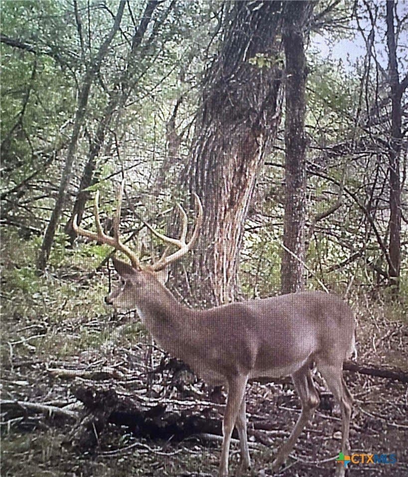 223 acres in Coryell County - photo 26