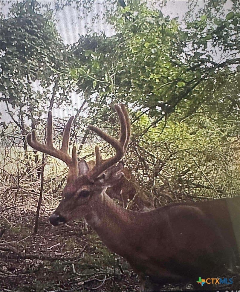 223 acres in Coryell County - photo 27