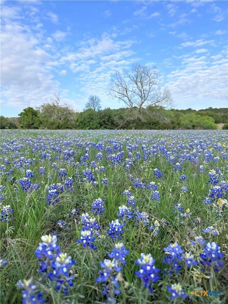 223 acres in Coryell County - photo 19