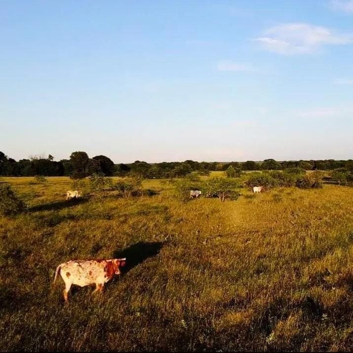 50 acres in Navarro County - photo 4
