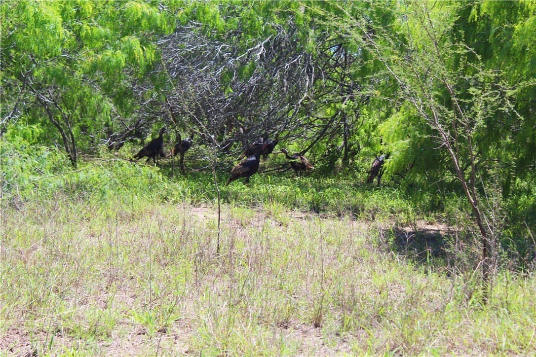 180 acres in Kleberg County - photo 3