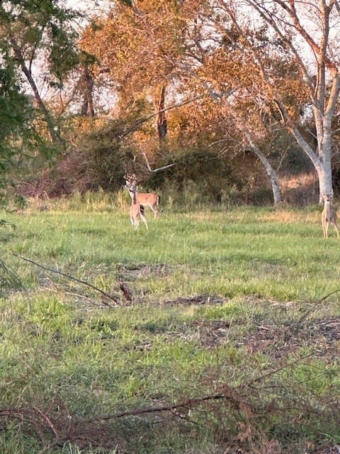 481.1 acres in Texas County - photo 7