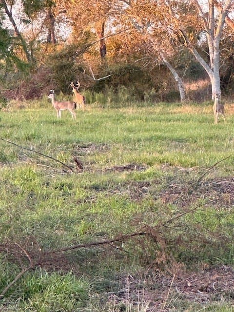 481.1 acres in Texas County - photo 6