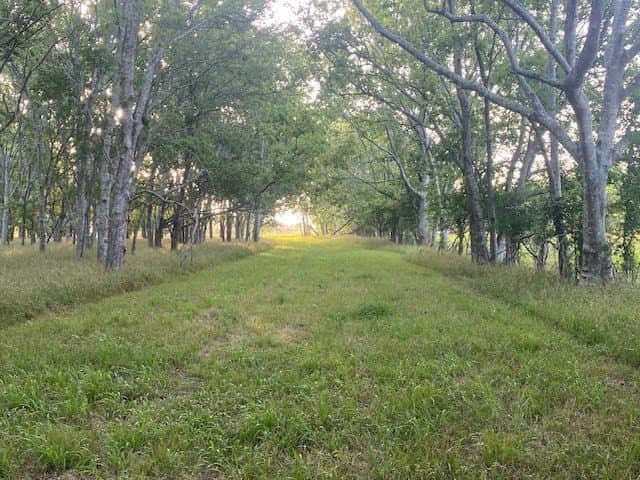 481.1 acres in Texas County - photo 28
