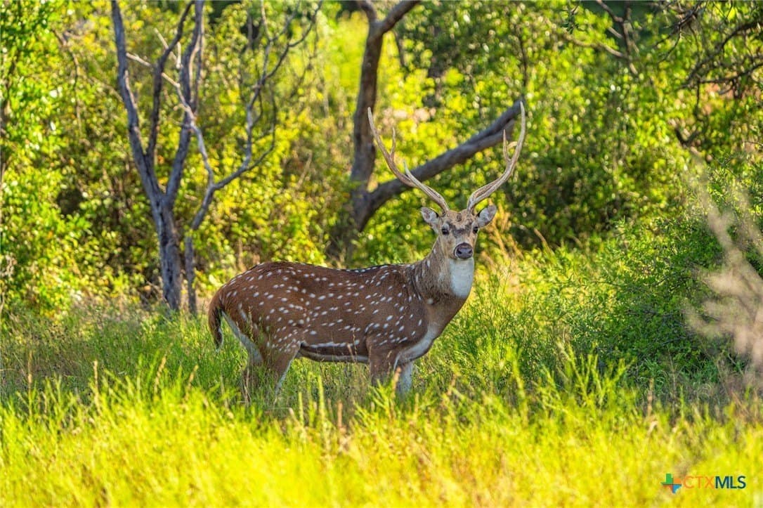 235 acres in Comanche County - photo 5