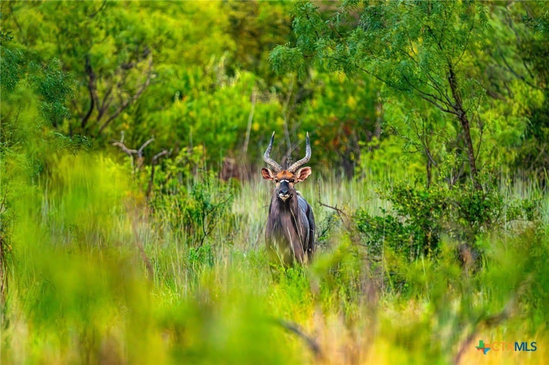 235 acres in Comanche County - photo 3