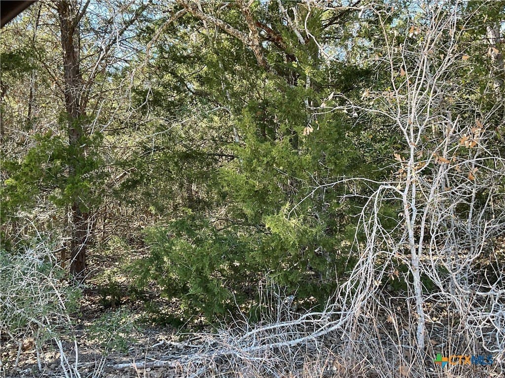 50 acres in Lavaca County - photo 6