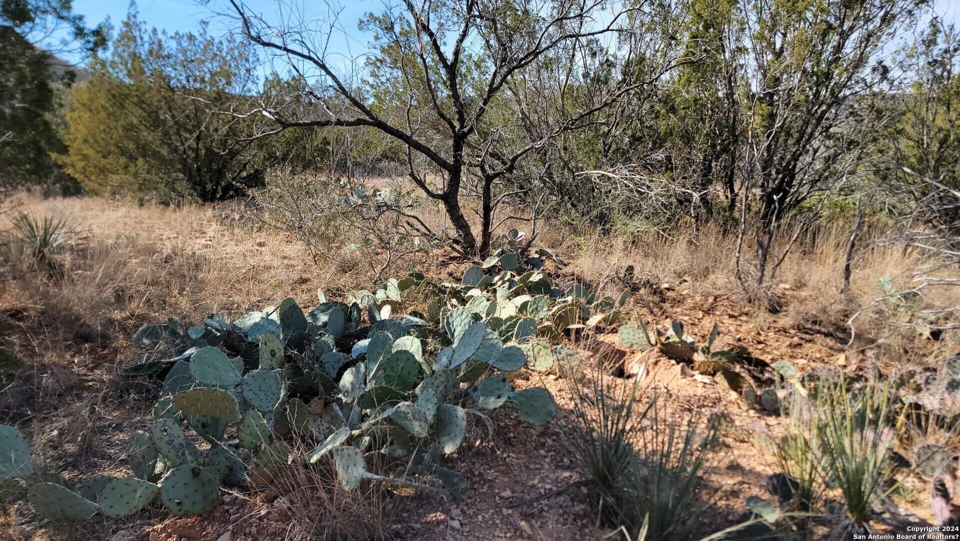 106 acres in Coke County - photo 29