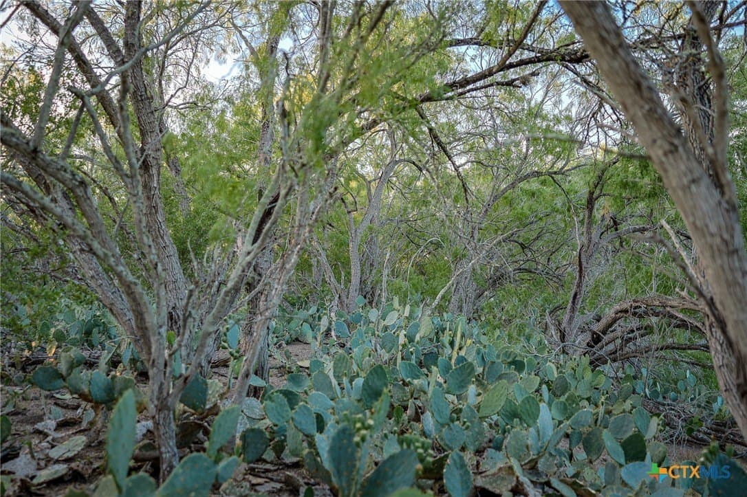 75 acres in Live Oak County - photo 29