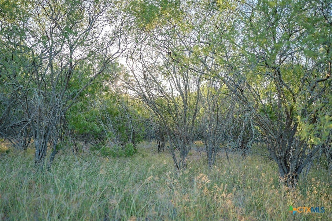 75 acres in Live Oak County - photo 18