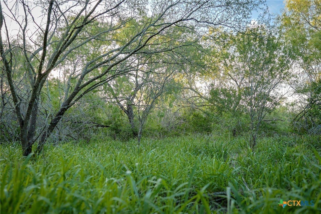 75 acres in Live Oak County - photo 32