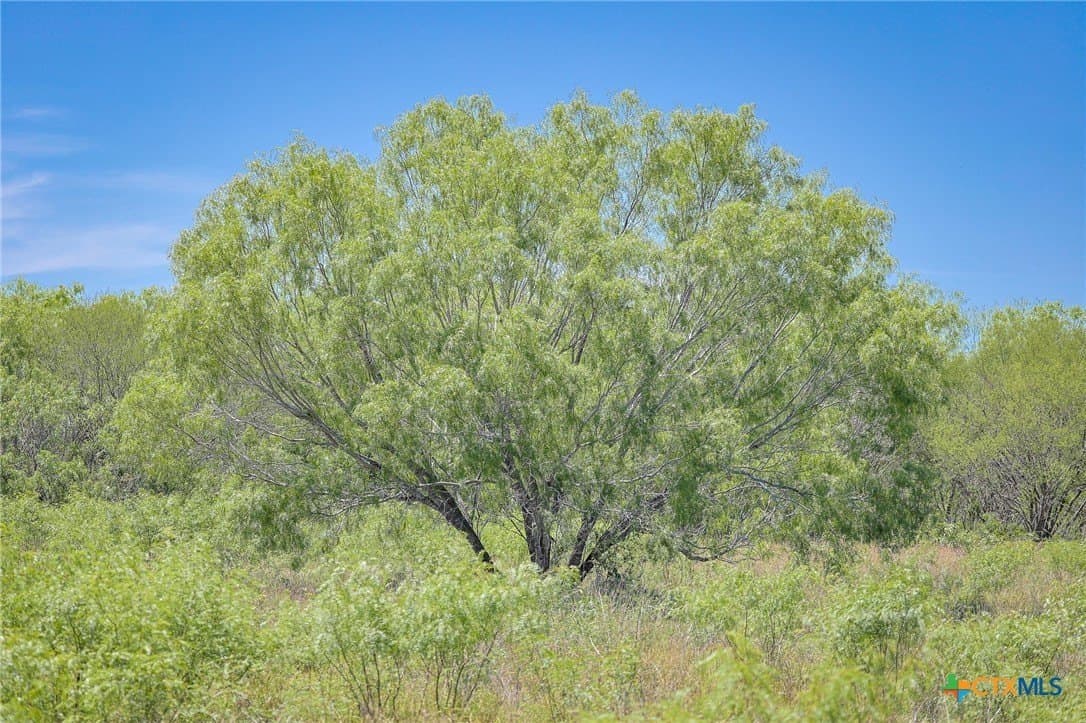 75 acres in Live Oak County - photo 12