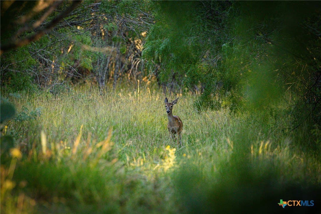 75 acres in Live Oak County - photo 2