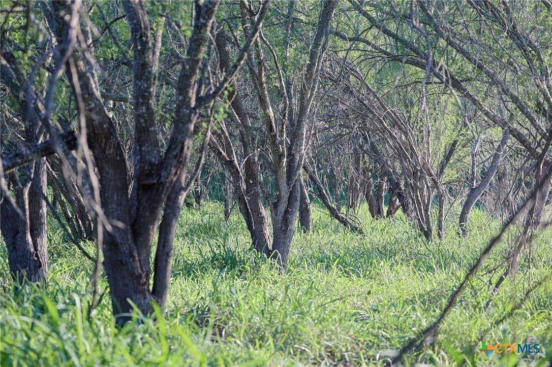 75 acres in Live Oak County - photo 13