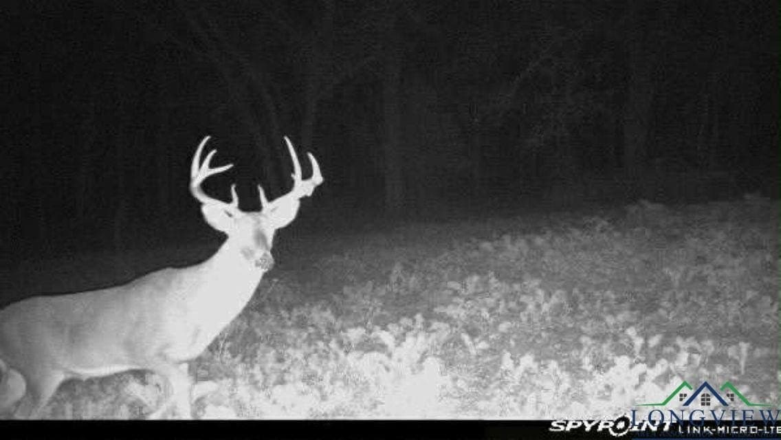 92.41 acres in Cass County - photo 4