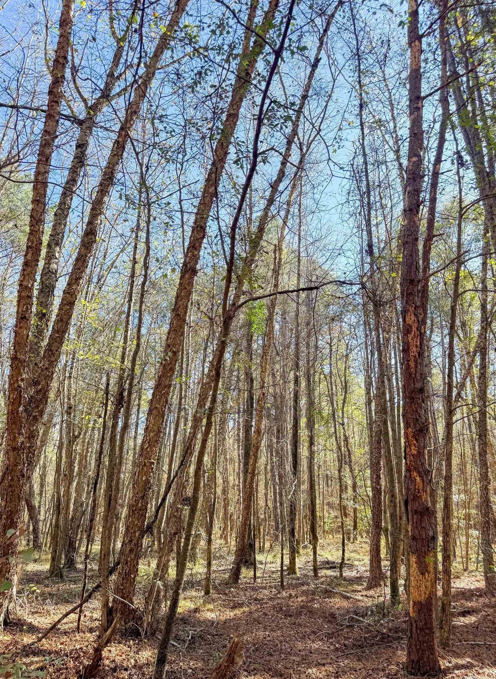 41.28 acres in Cass County - photo 14