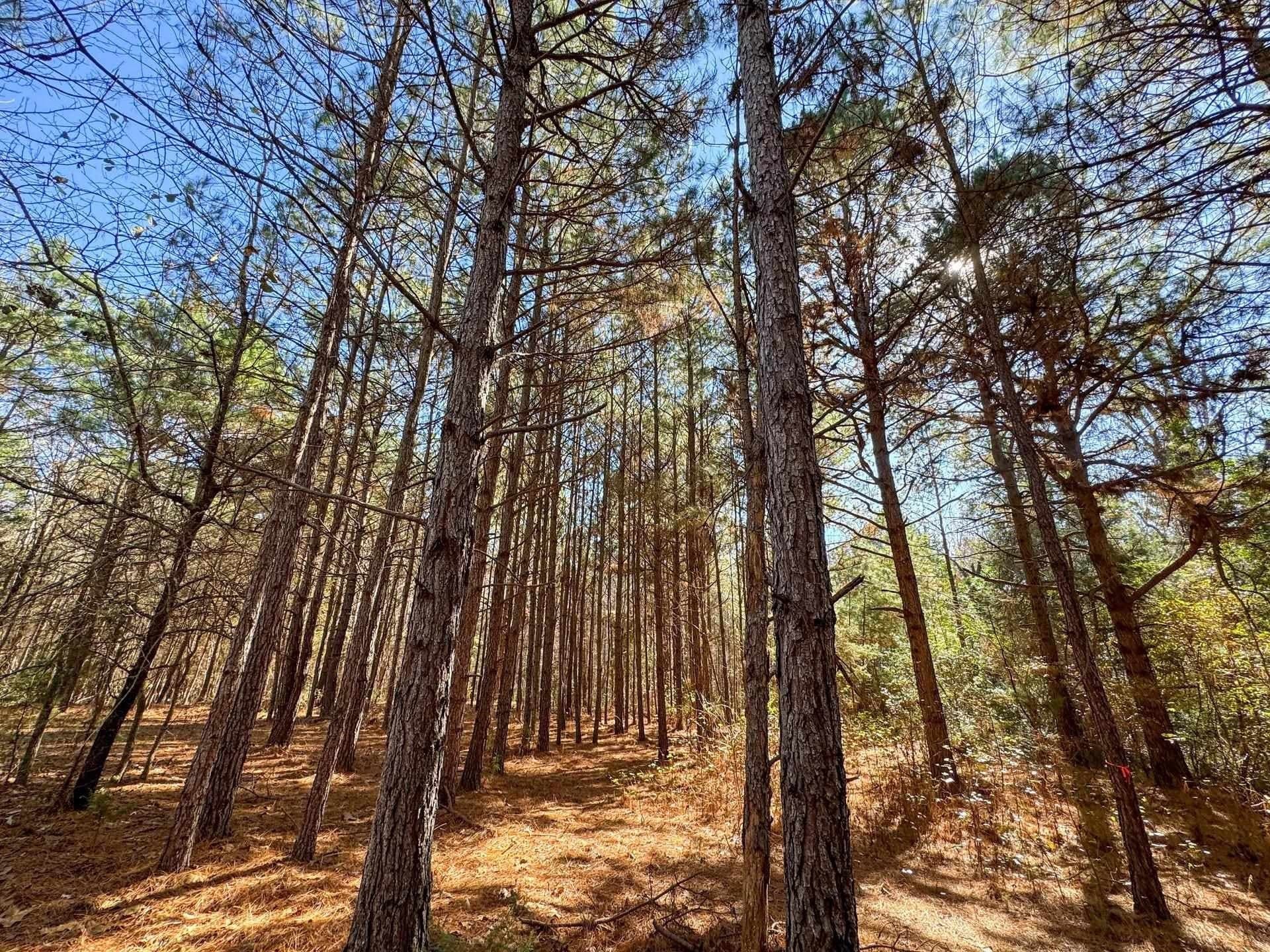 41.28 acres in Cass County - photo 11