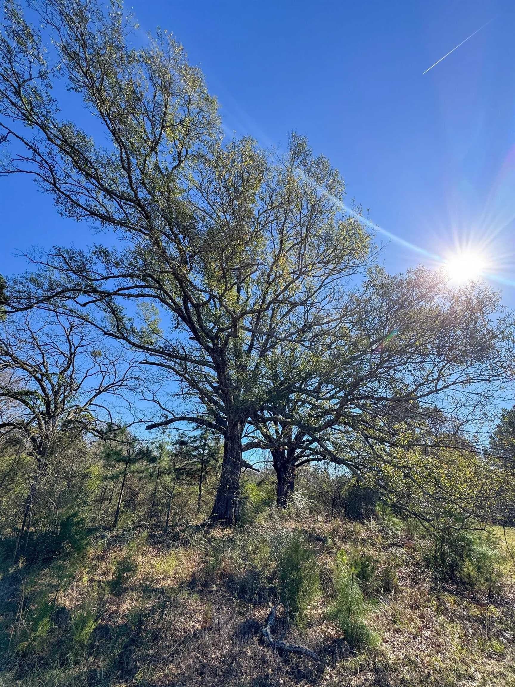 41.28 acres in Cass County - photo 12