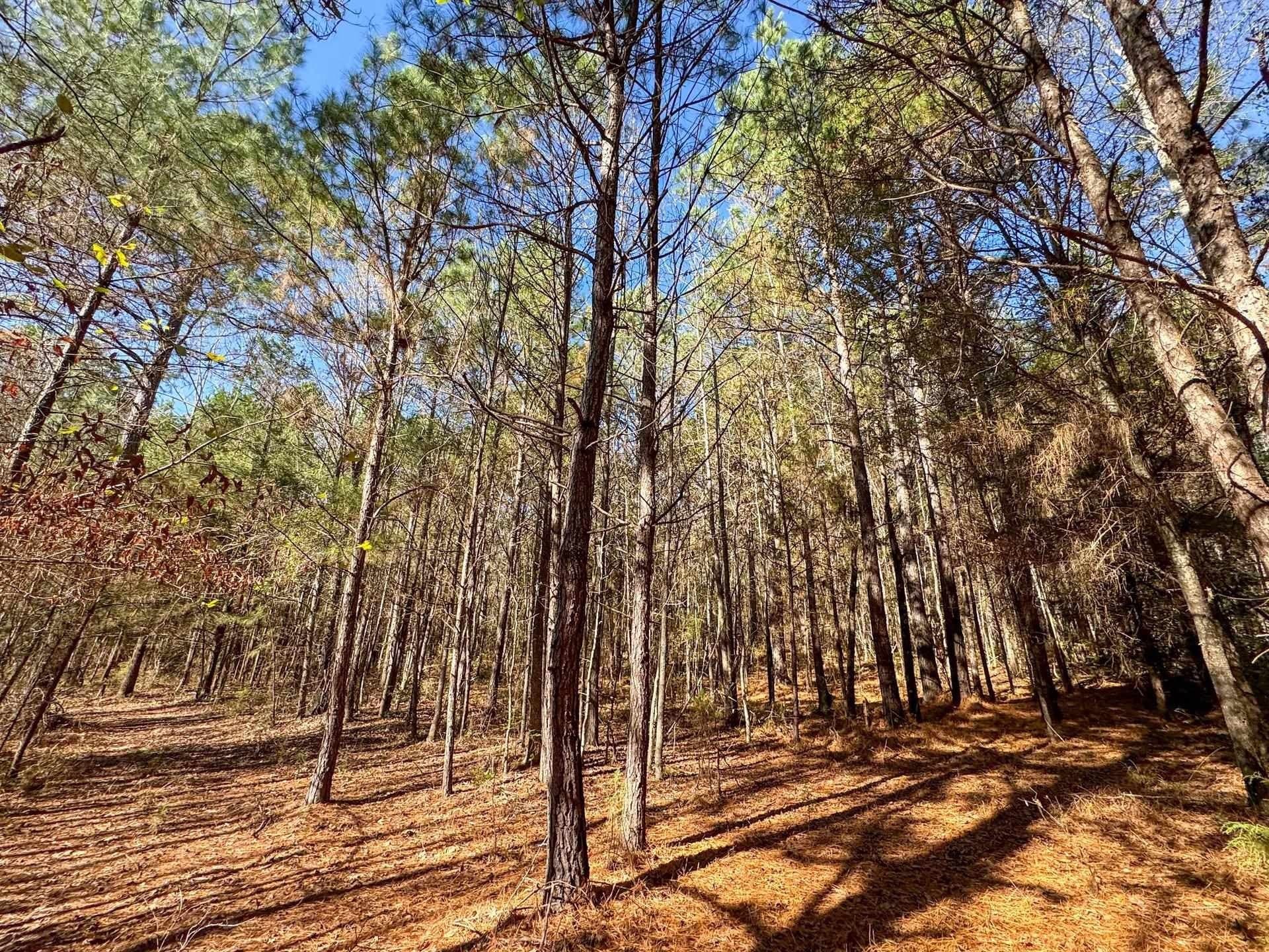 41.28 acres in Cass County - photo 9