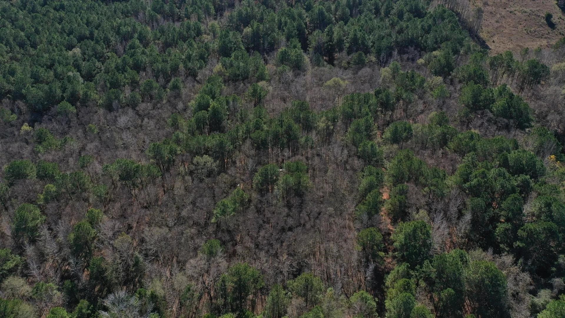 41.28 acres in Cass County - photo 5