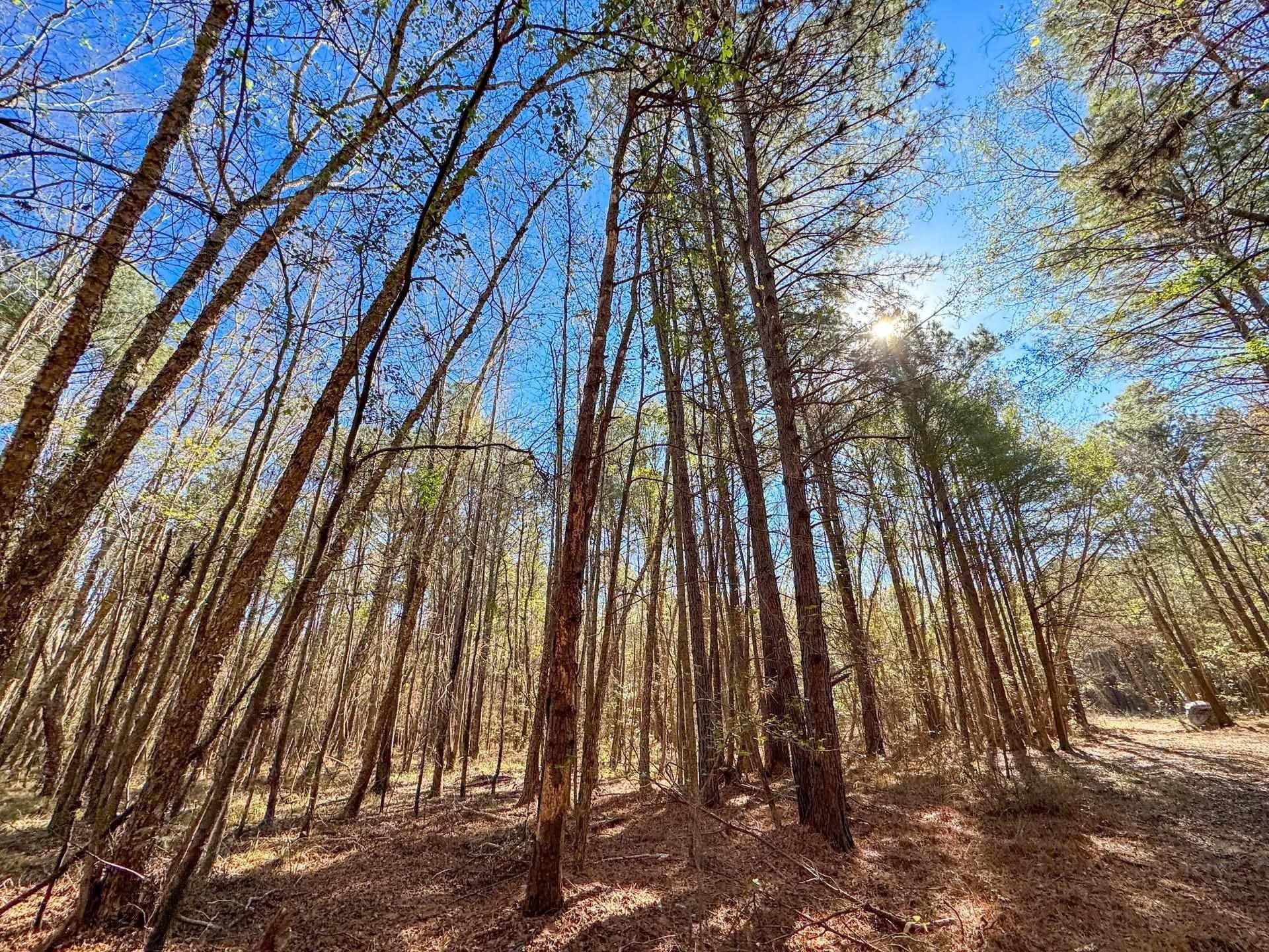 41.28 acres in Cass County - photo 15
