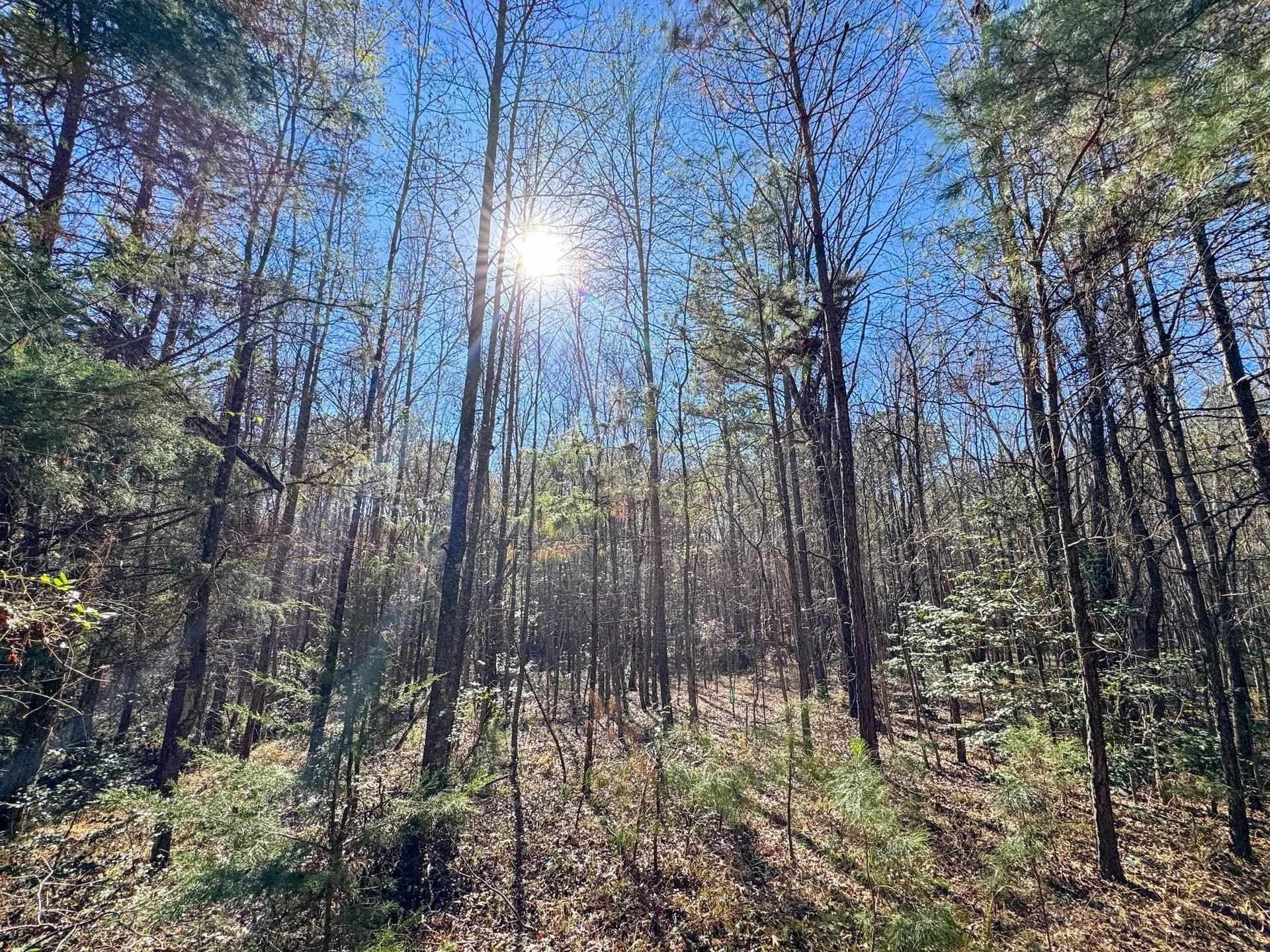 41.28 acres in Cass County - photo 10