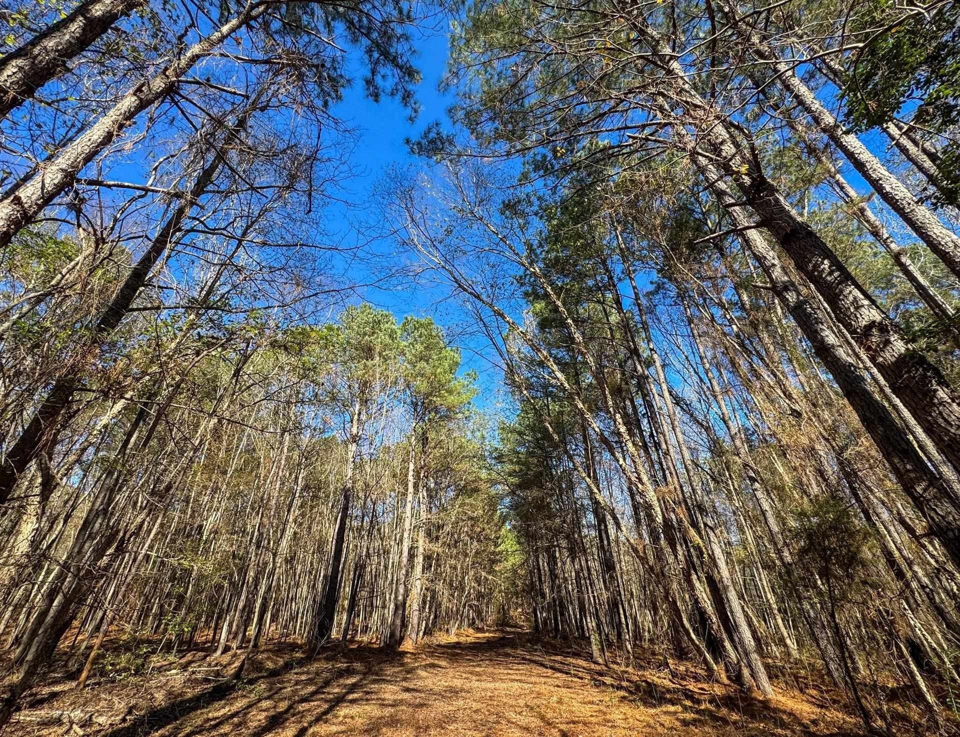 41.28 acres in Cass County - photo 18