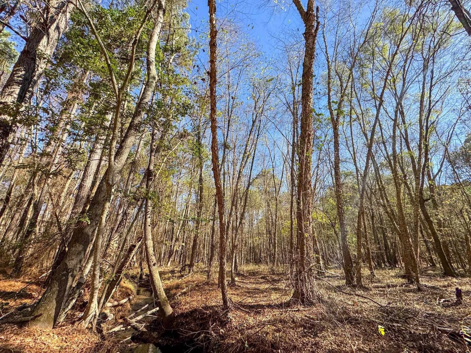 41.28 acres in Cass County - photo 17