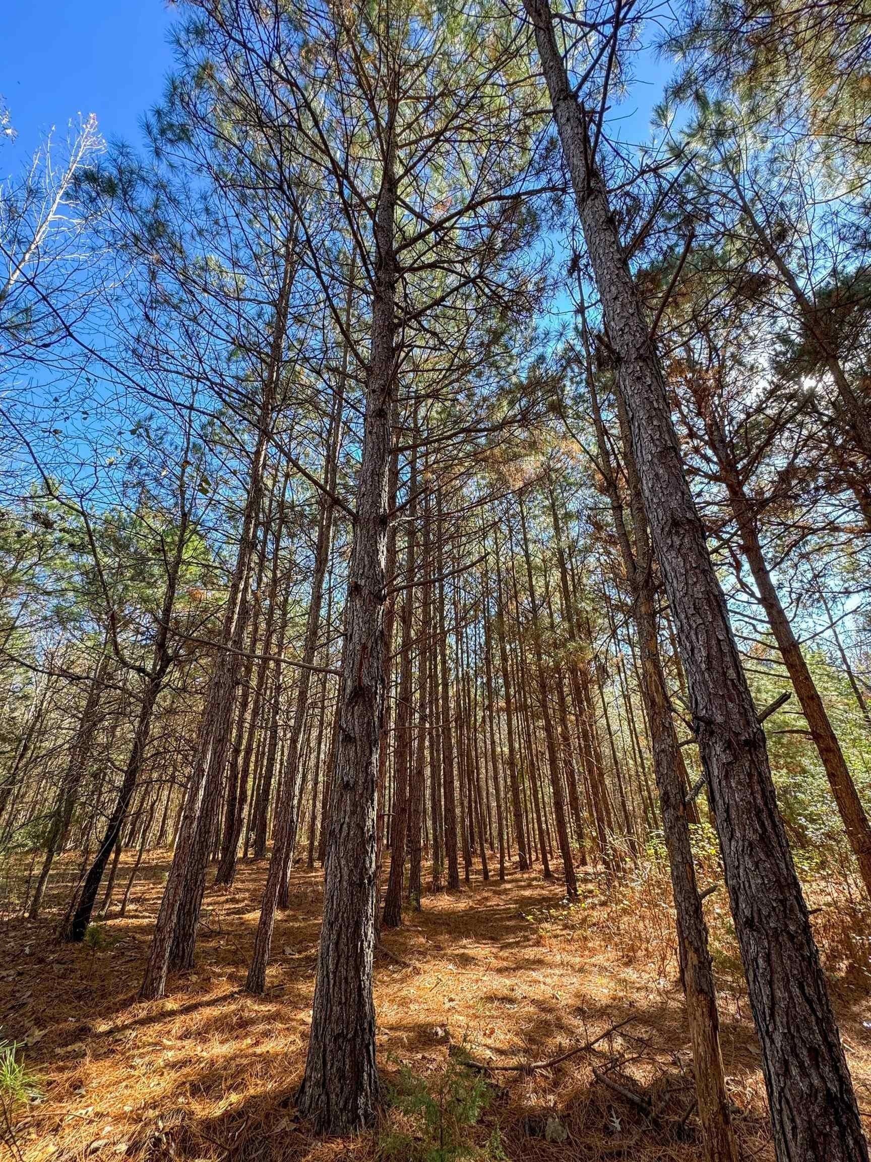 41.28 acres in Cass County - photo 13