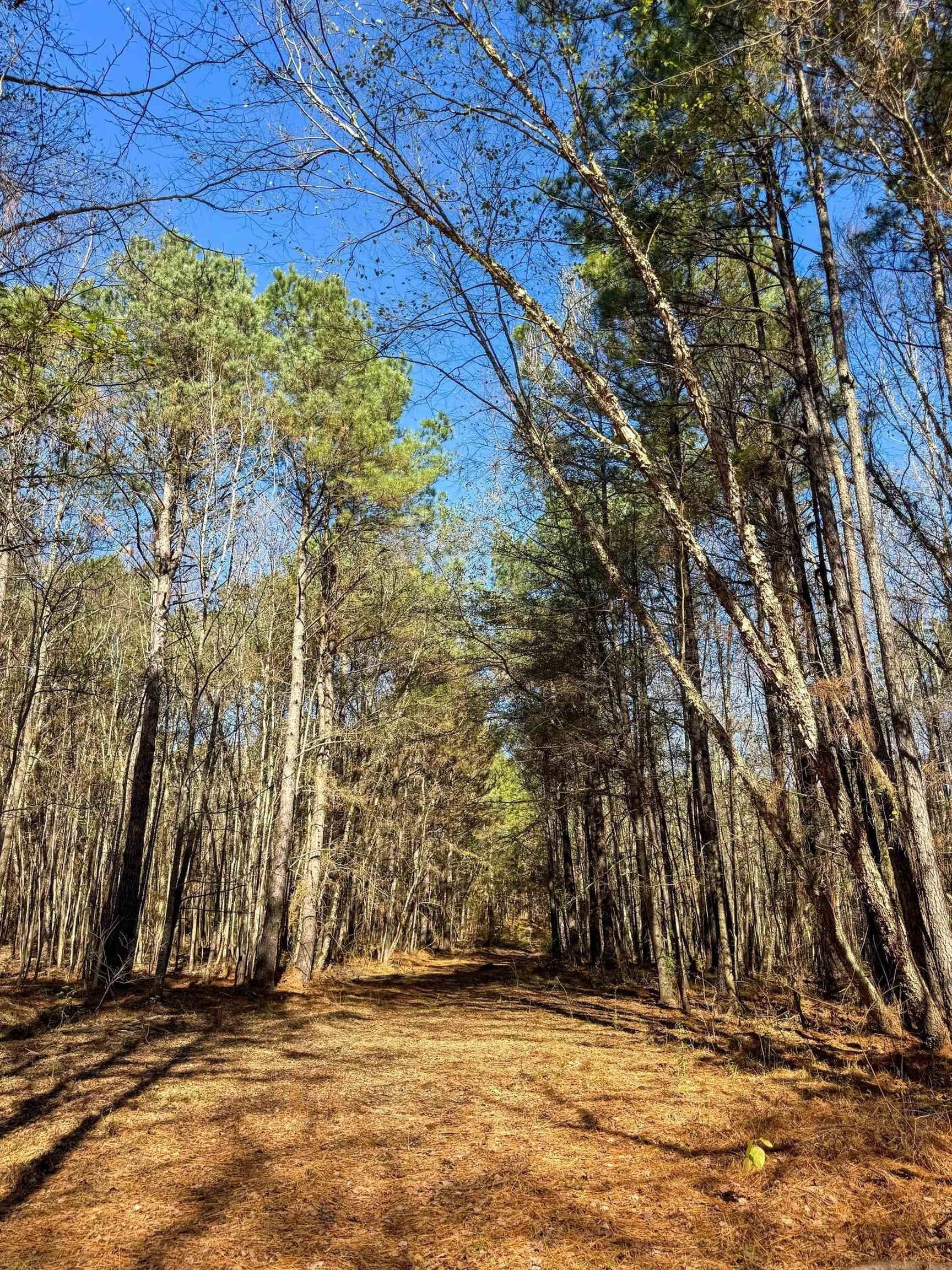 41.28 acres in Cass County - photo 19