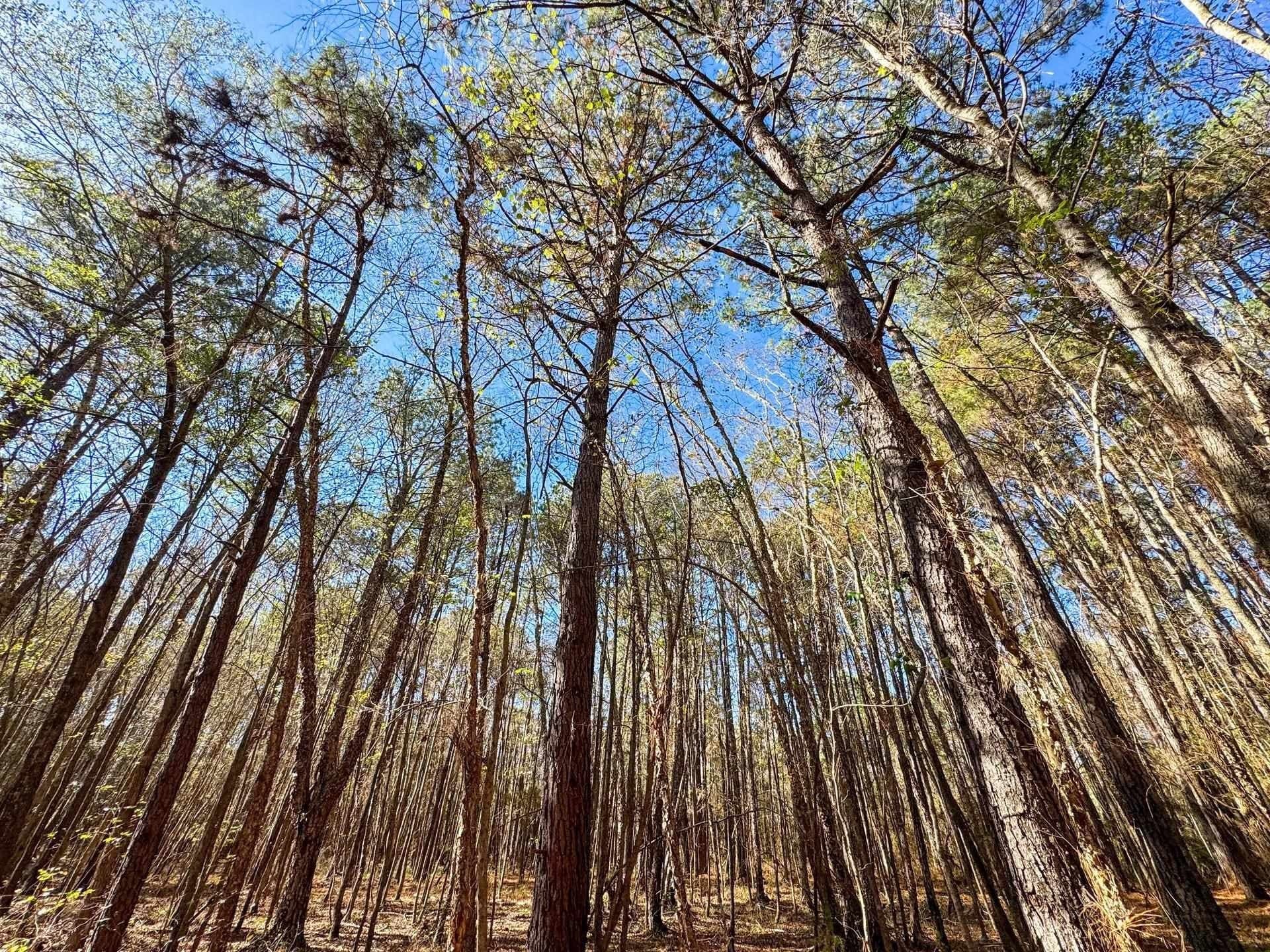 41.28 acres in Cass County - photo 16