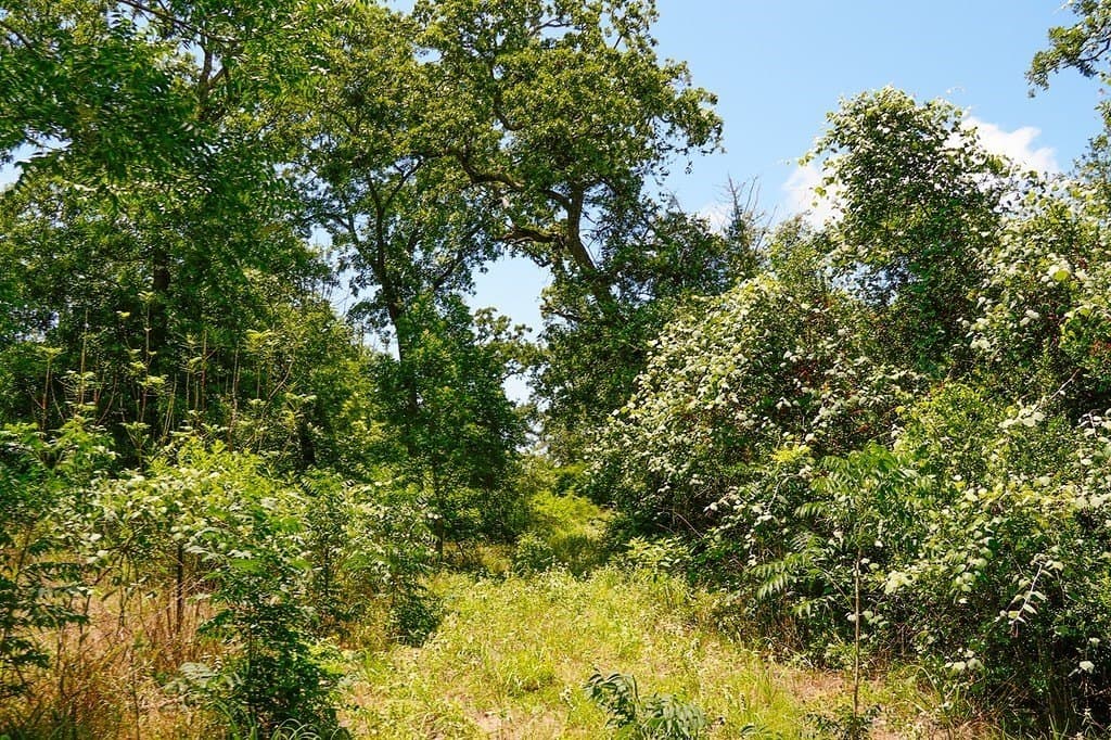 21.42 acres in Fayette County - photo 4