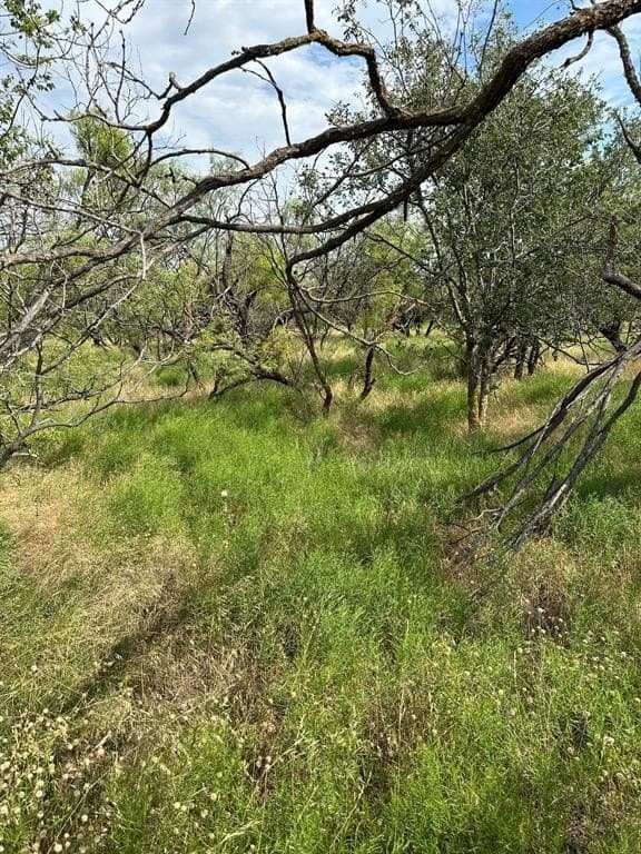 11 acres in Callahan County - photo 5