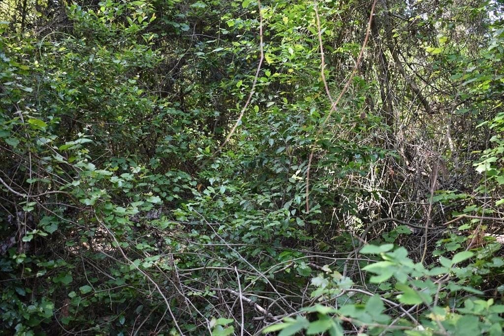 0.21 acres in HENDERSON County - photo 6