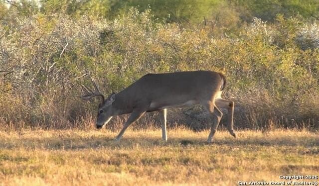 200 acres in Live Oak County - photo 24