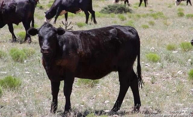 200 acres in Live Oak County - photo 12