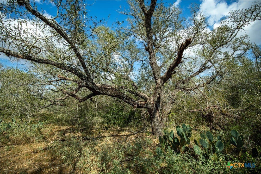 50 acres in DeWitt County - photo 19