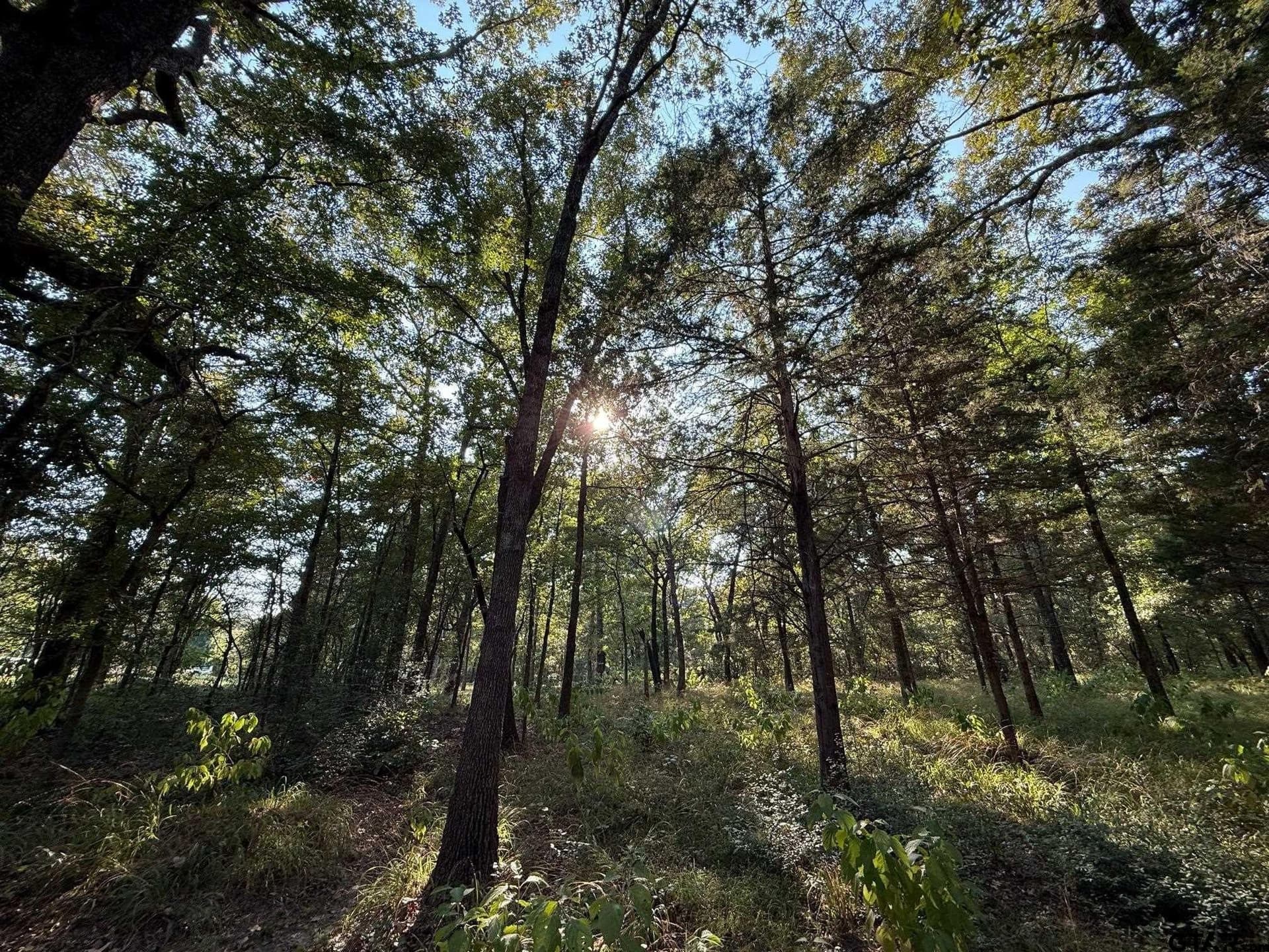 8.69 acres in Wood County - photo 23