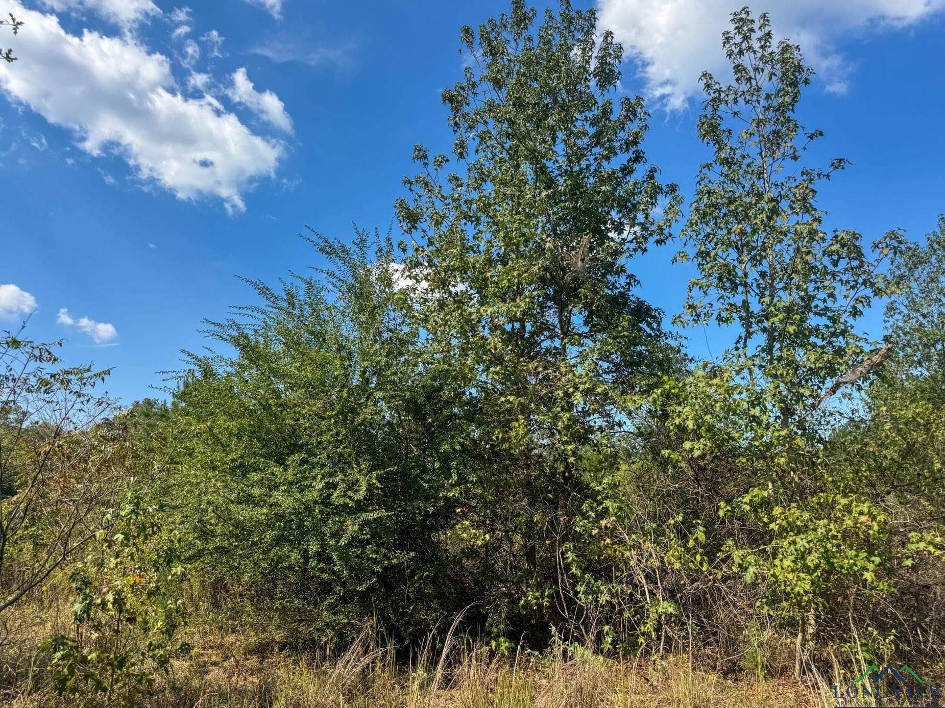 17.76 acres in Cass County - photo 14