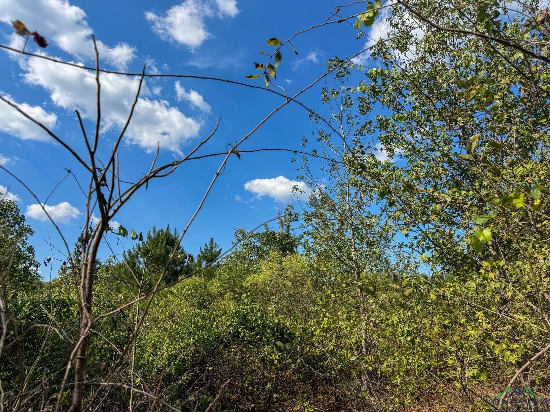 17.76 acres in Cass County - photo 13