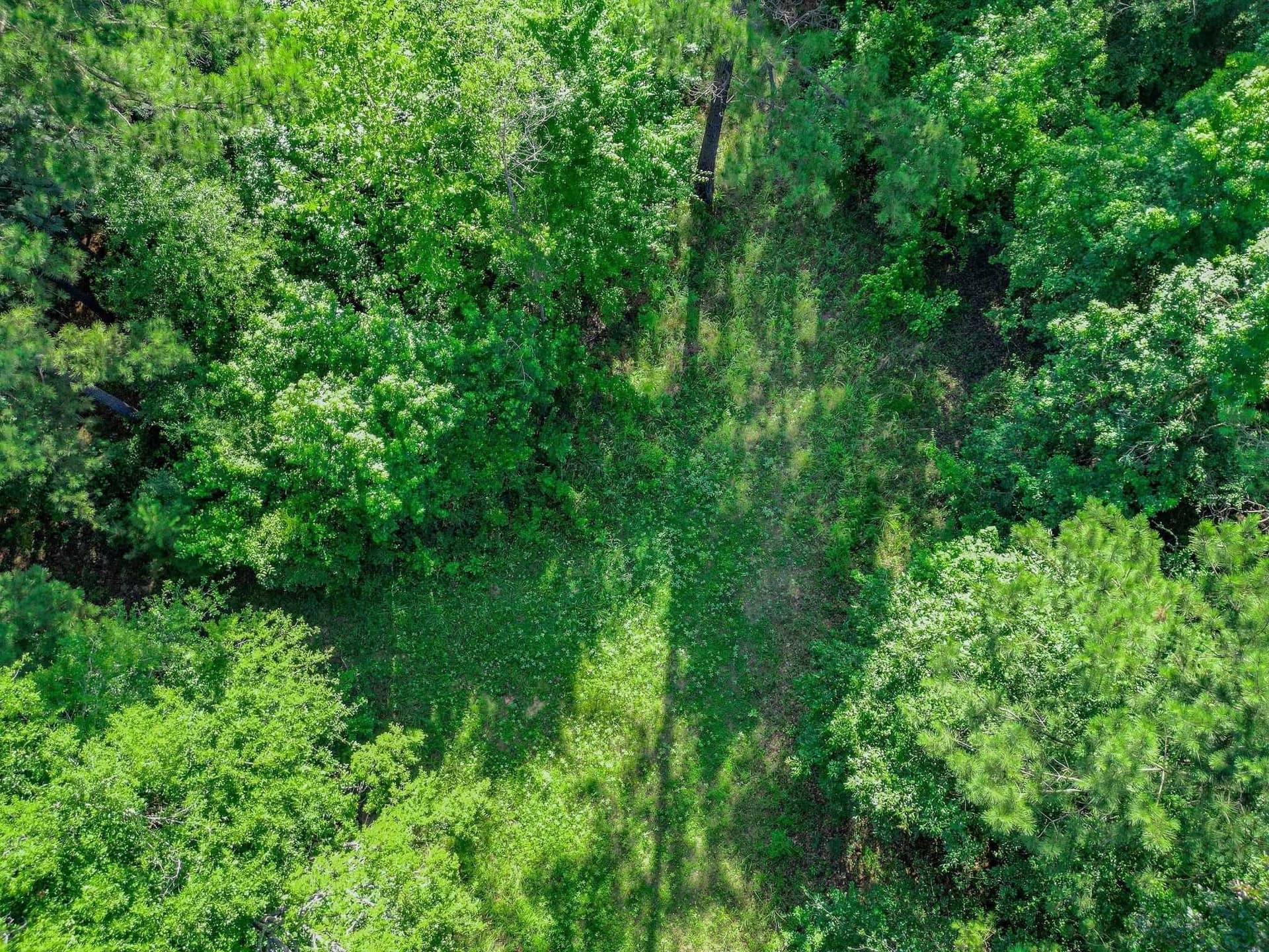 49.4 acres in Marion County - photo 6