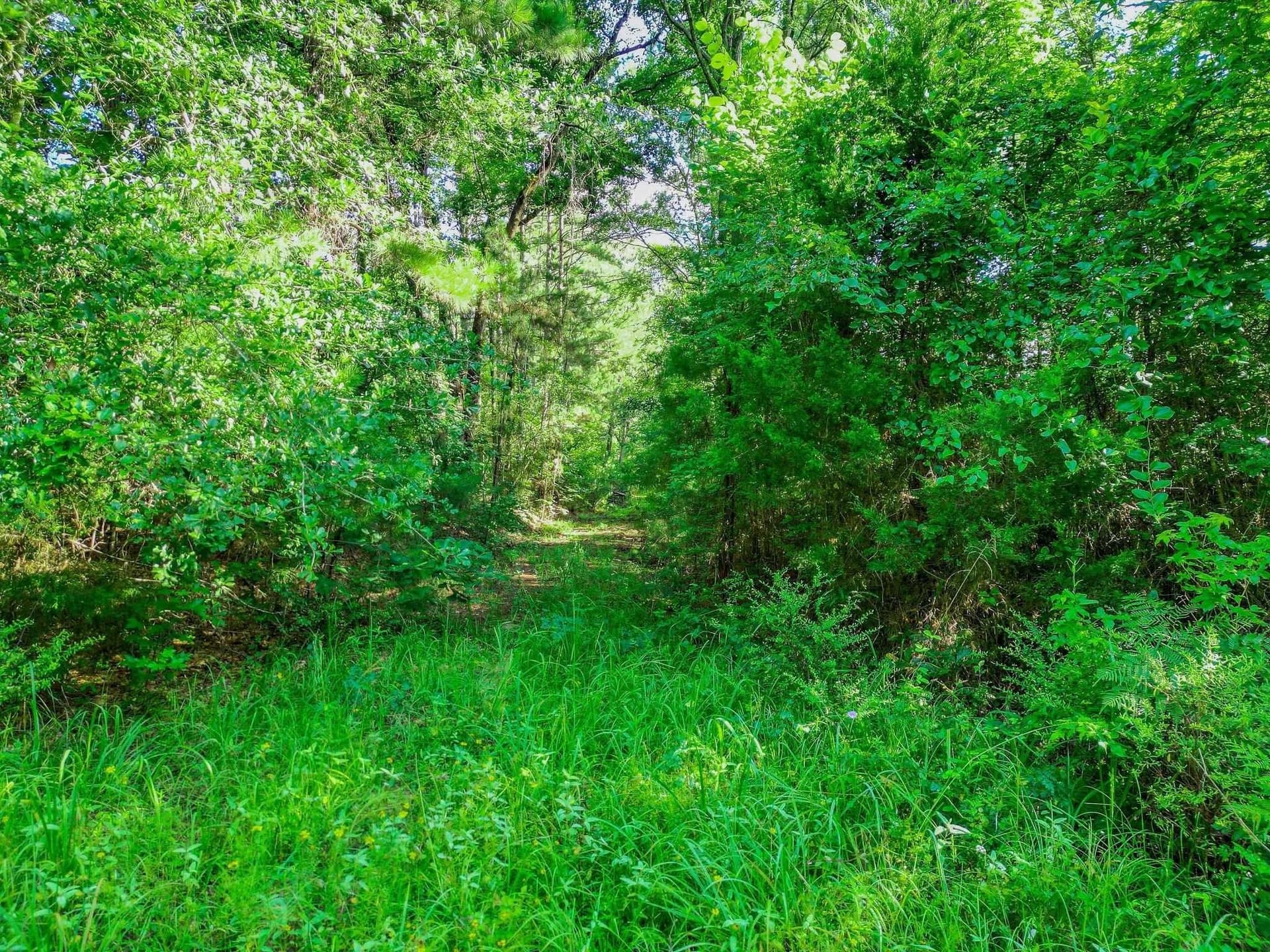 49.4 acres in Marion County - photo 5