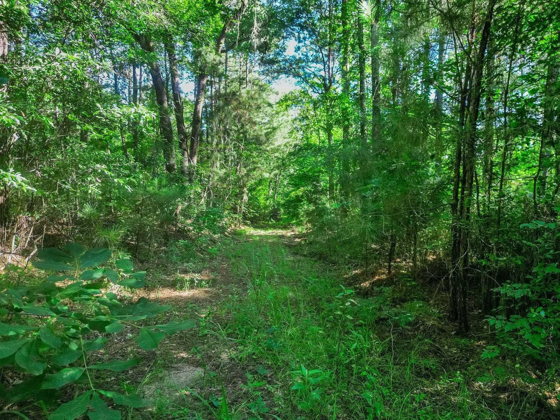 49.4 acres in Marion County - photo 3