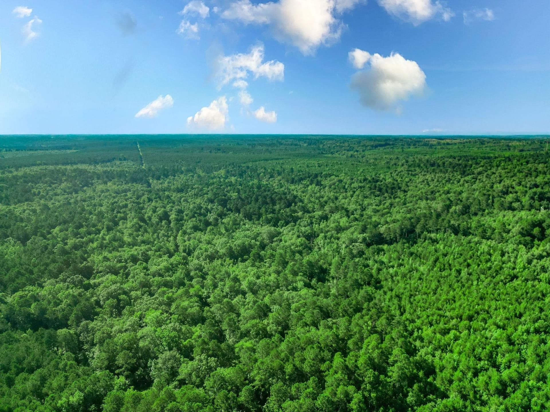 49.4 acres in Marion County - photo 10