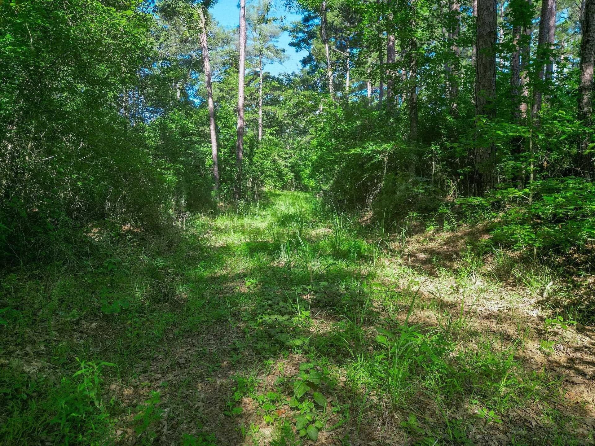 49.4 acres in Marion County - photo 2