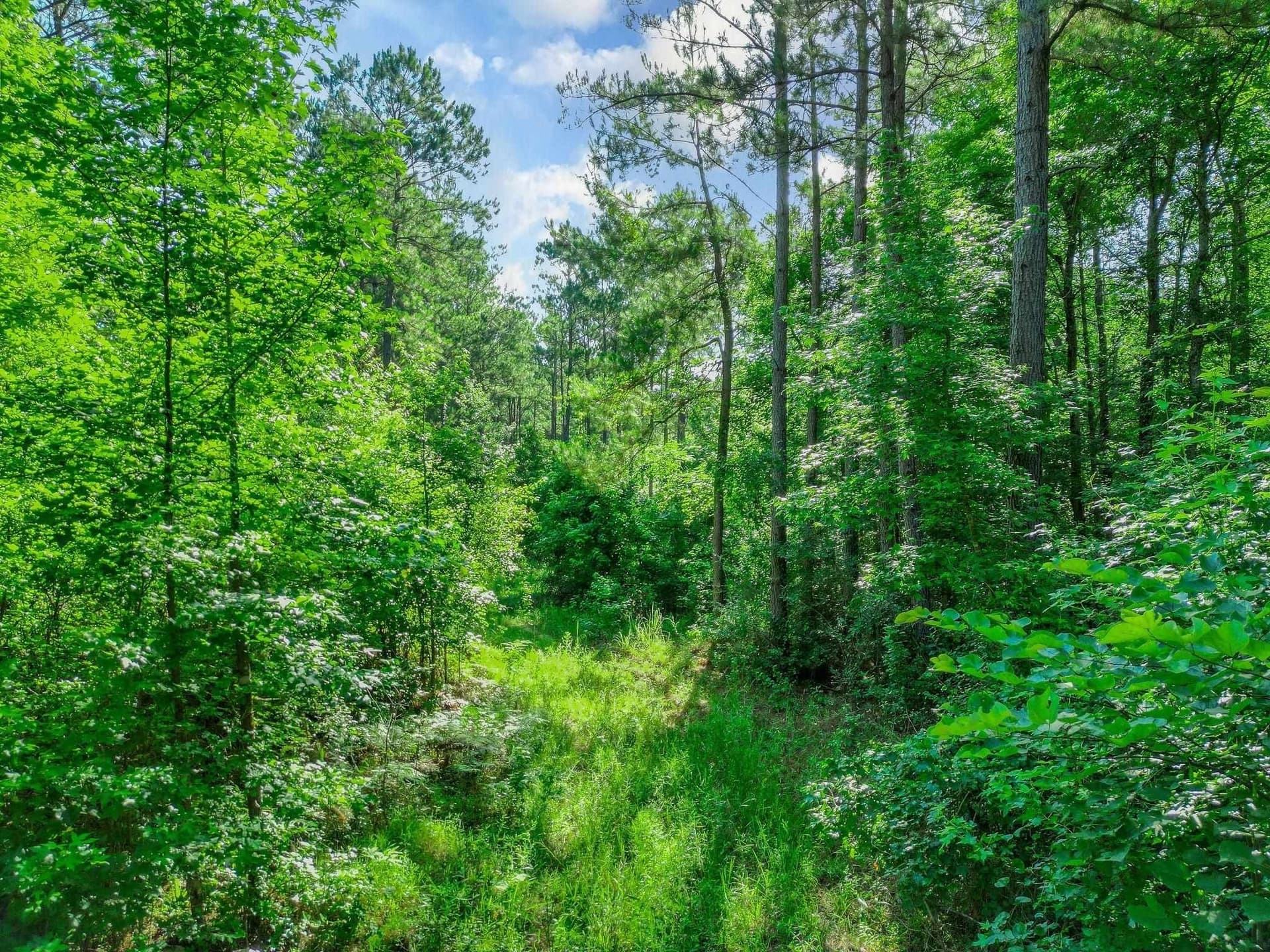 49.4 acres in Marion County - photo 4