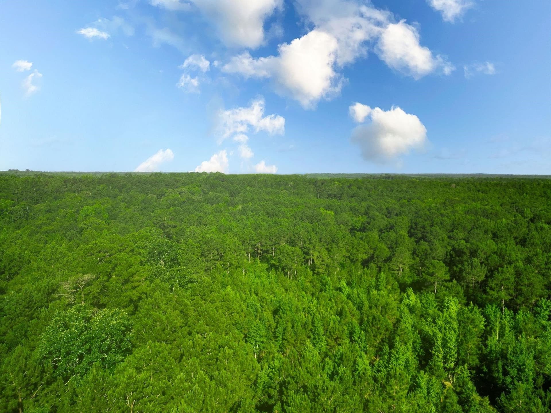 49.4 acres in Marion County - photo 12