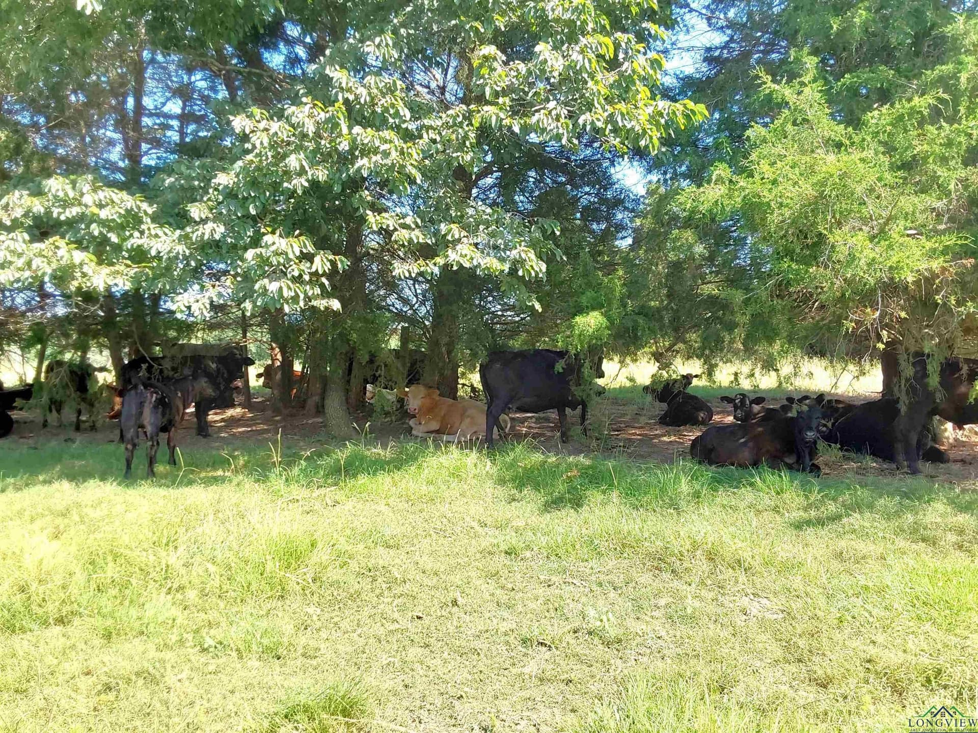 214.66 acres in Cass County - photo 43